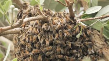 Güney Kaliforniya 'da bir çalılıkta arı kolonisi.