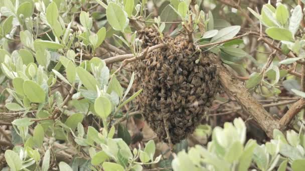 Колония Пчел Кустарнике Южной Калифорнии — стоковое видео