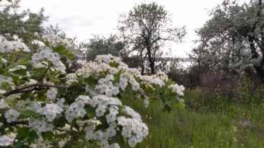 Ukrayna 'nın güneyindeki haliçlerin kıyısında bulunan Av Dikeni (Crataegus).