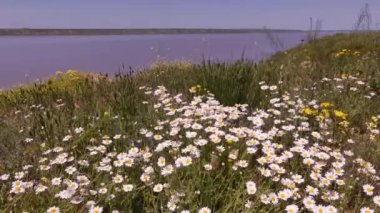 Güney Ukrayna 'daki haliçlerin kıyısında Hamomile (Matricaria) çalılıkları. Bu bilinen bir tıbbi ve süs bitkisidir..