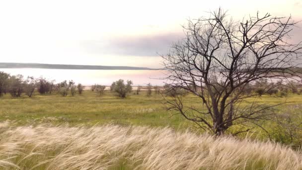 Herbe Plumes Fleurs Stipa Sur Rive Estuaire Dans Sud Ukraine — Video