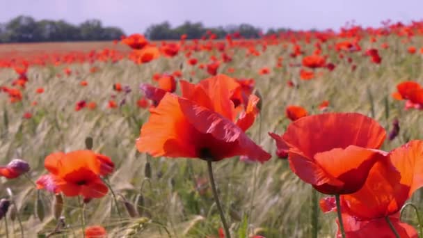 Blooming Wild Poppies Papaver Spring Field Odessa Region Ukraine — Stock Video
