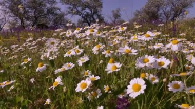 Güney Ukrayna 'daki haliçlerin kıyısında Hamomile (Matricaria) çalılıkları. Bu bilinen bir tıbbi ve süs bitkisidir..