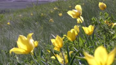 Odessa bölgesindeki Kuyalnitsky kıyısındaki vahşi laleler (Tulipa schrenkii).