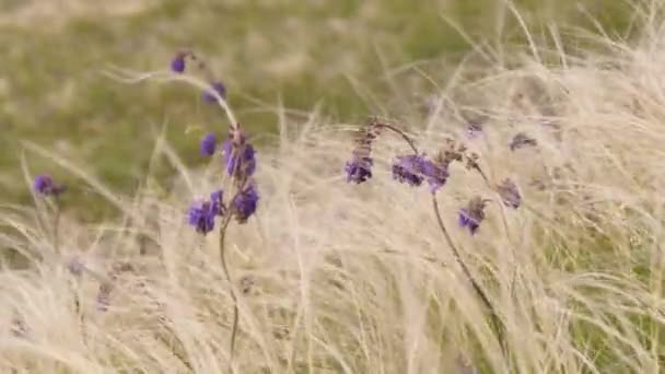 Hierba Plumas Con Flores Stipa Orilla Del Estuario Sur Ucrania — Vídeo de stock