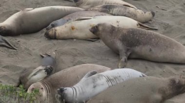 Kaliforniya 'nın Pasifik kıyısında bir Kuzey Fil Fok Kolonisi (Mirounga angustirostris)..