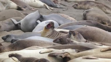 Kaliforniya 'nın Pasifik kıyısında bir Kuzey Fil Fok Kolonisi (Mirounga angustirostris)..