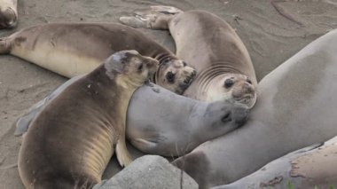 Kaliforniya 'nın Pasifik kıyısında bir Kuzey Fil Fok Kolonisi (Mirounga angustirostris)..
