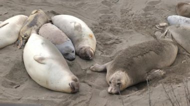 Kaliforniya 'nın Pasifik kıyısında bir Kuzey Fil Fok Kolonisi (Mirounga angustirostris)..