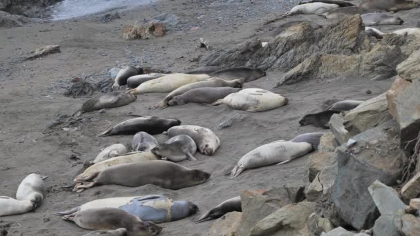 Kolonie Tuleňů Severních Mirounga Angustirostris Pobřeží Tichého Oceánu Kalifornii — Stock video