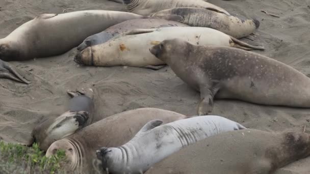 Een Kolonie Van Noordelijke Olifant Zeehond Mirounga Angustirostris Aan Pacifische — Stockvideo