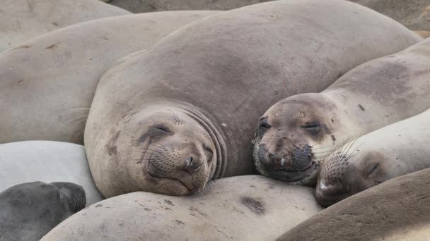 Kolonia Northern Elephant Seal Mirounga Angustirostris Wybrzeżu Pacyfiku Kalifornii — Wideo stockowe