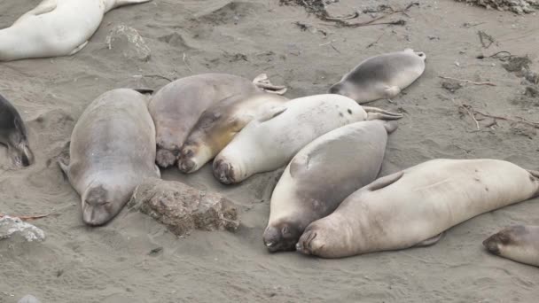 Kolonie Tuleňů Severních Mirounga Angustirostris Pobřeží Tichého Oceánu Kalifornii — Stock video
