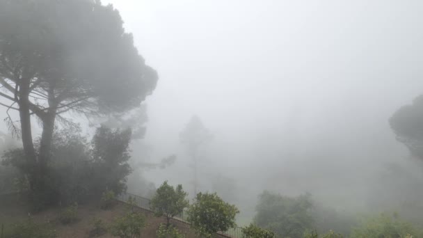 Ранковий Туман Лісовому Парку — стокове відео