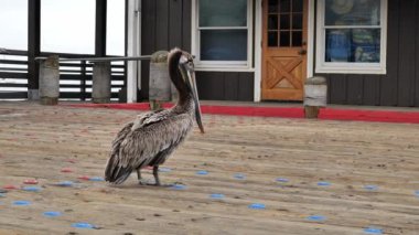 Genç kahverengi pelikan (Pelecanus occidentalis) iskele boyunca yürüyor.