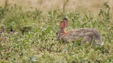 Genç Kaliforniya tavşanı ot yiyor.