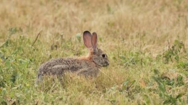 Genç Kaliforniya tavşanı ot yiyor.