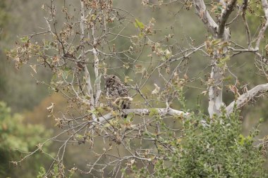 Büyük boynuzlu baykuş (Bubo virginianus) ya da Kaliforniya tepelerinin arasındaki ormanda bir ağaçta saklanan kaplan baykuş.