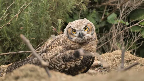 Genç Büyük Boynuzlu Baykuş (Bubo virginianus) bir yamaçtaki yuvada.