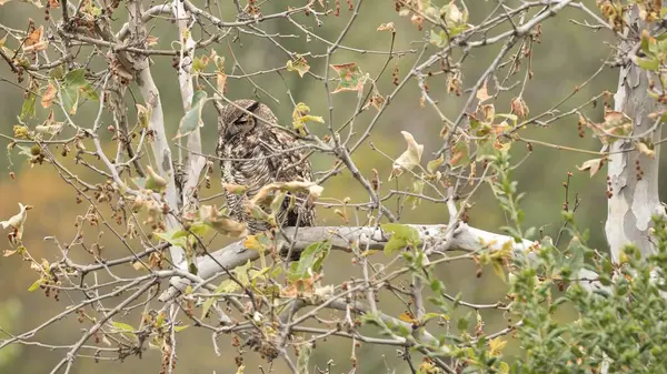 Büyük boynuzlu baykuş (Bubo virginianus) ya da Kaliforniya tepelerinin arasındaki ormanda bir ağaçta saklanan kaplan baykuş.