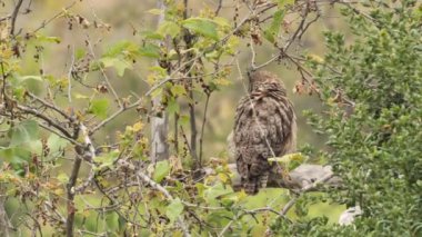 Büyük boynuzlu baykuş (Bubo virginianus) ya da Kaliforniya tepelerinin arasındaki ormanda bir ağaçta saklanan kaplan baykuş.