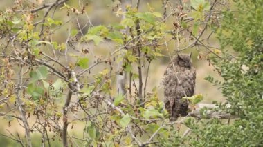 Büyük boynuzlu baykuş (Bubo virginianus) ya da Kaliforniya tepelerinin arasındaki ormanda bir ağaçta saklanan kaplan baykuş.