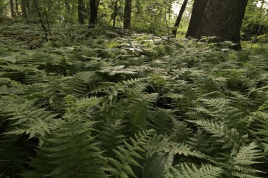 Wilmington yakınlarındaki Delaware ormanında eğreltiotu çalılıkları.