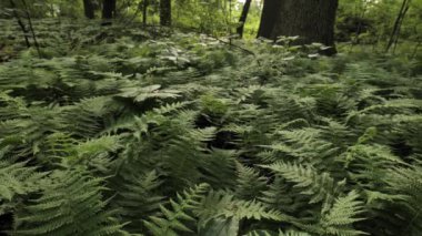  Fern thickets in the  Delaware forest near Wilmington.