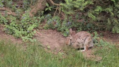 Bir tavşan ot yer ve ormanın kenarında dinlenir..