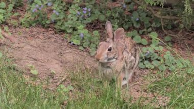 Bir tavşan ot yer ve ormanın kenarında dinlenir..