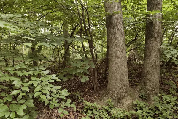 Delaware ormanında yaz ormanı manzarası