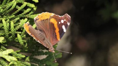 Vanessa atalanta ya da Kızıl Amiral parktaki bir çalılıkta dinleniyor. Bu tür Avrasya, Kuzey Afrika, Kuzey ve Orta Amerika 'da yaşar. Göç eder.