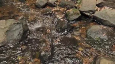 Wilmington yakınlarındaki ormanda taşların arasında akan dere..