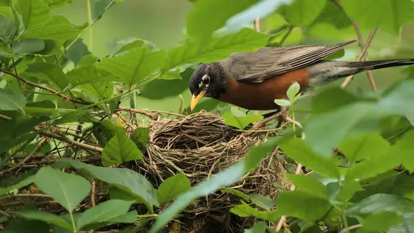 Amerikalı Robin (Turdus migratorius) Wilmington yakınlarındaki yaz ormanında yavrularla birlikte bir yuvada (Delaware).