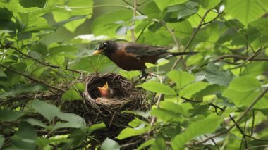 Amerikalı Robin (Turdus migratorius) Wilmington yakınlarındaki yaz ormanında yavrularla birlikte bir yuvada (Delaware). 