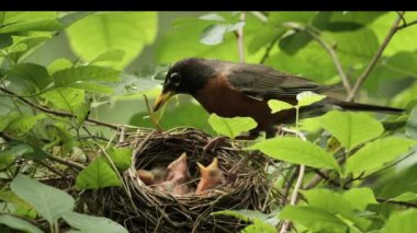Amerikalı Robin (Turdus migratorius) Wilmington yakınlarındaki yaz ormanında yavrularla birlikte bir yuvada (Delaware). 