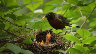 Amerikalı Robin (Turdus migratorius) Wilmington yakınlarındaki yaz ormanında yavrularla birlikte bir yuvada (Delaware). 