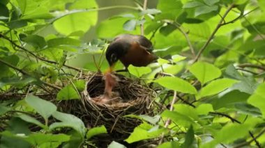Amerikalı Robin (Turdus migratorius) Wilmington yakınlarındaki yaz ormanında yavrularla birlikte bir yuvada (Delaware). 