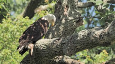 Kel kartal (Haliaeetus leucocephalus) ormandaki bir ağaçta dinleniyor..