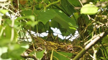 Gri Kedi Kuşu (Dumetella carolinensis) yaz ormanında aç yavrularla.
