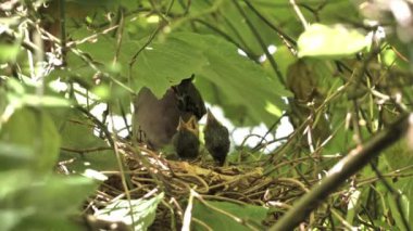 Gri Kedi Kuşu (Dumetella carolinensis) yaz ormanında aç yavrularla.