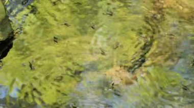 Delaware 'de küçük bir orman nehrinin yüzeyi boyunca bir su gezgini sürüsü (Gerridae) veya su scooter' ı akmaktadır..