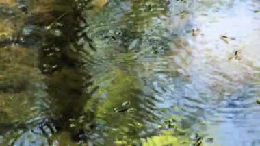 Delaware 'de küçük bir orman nehrinin yüzeyi boyunca bir su gezgini sürüsü (Gerridae) veya su scooter' ı akmaktadır..