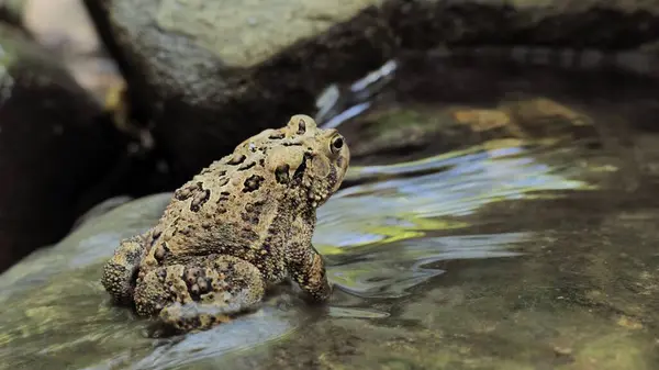 Büyük kurbağa, muhtemelen Amerikan Kurbağası (Anaxyrus americanus) bir orman deresinin yakınında avlanır..