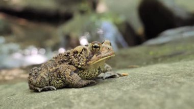 Büyük kurbağa, muhtemelen Amerikan Kurbağası (Anaxyrus americanus) bir orman deresinin yakınında avlanır..
