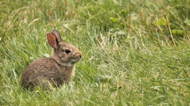 Küçük bir Amerikan tavşanı çimlerde ot yiyor..