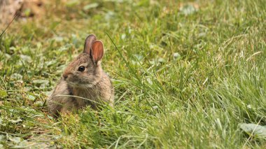 Küçük bir Amerikan tavşanı çimlerde ot yiyor..