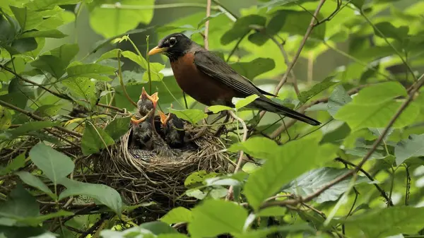 Amerikalı Robin (Turdus migratorius) Wilmington yakınlarındaki yaz ormanında yavrularla birlikte bir yuvada (Delaware).