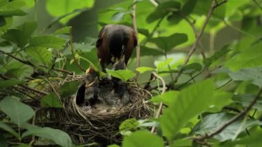 Amerikalı Robin (Turdus migratorius) Wilmington yakınlarındaki yaz ormanında yavrularla birlikte bir yuvada (Delaware).