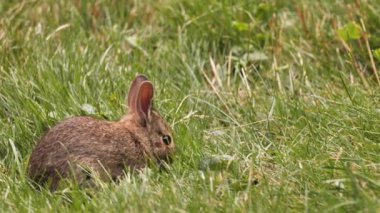 Küçük bir Amerikan tavşanı çimlerde ot yiyor..